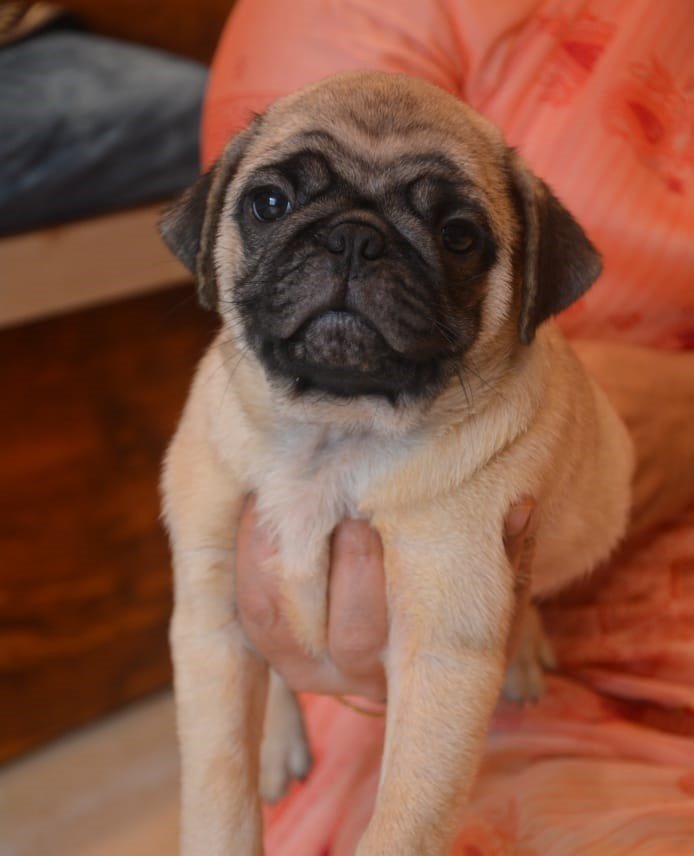 Buy Vaccinated Pug Puppy from Chennai